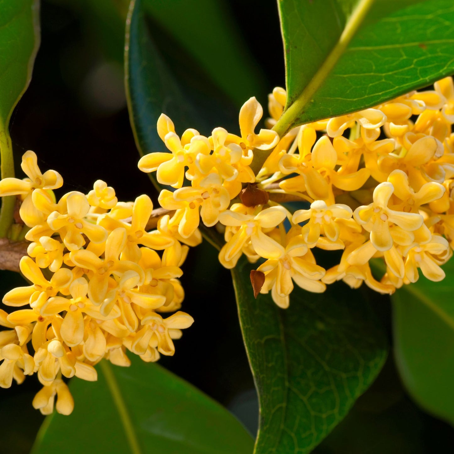 Osmanthus Flowers (20 packets)